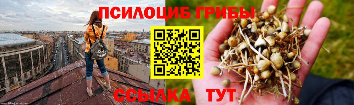 Псилоцибиновые грибы MAGIC MUSHROOMS  Вятские Поляны  Псилоцибиновые грибы Psilocybe 